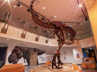 CN T.rex Gallery