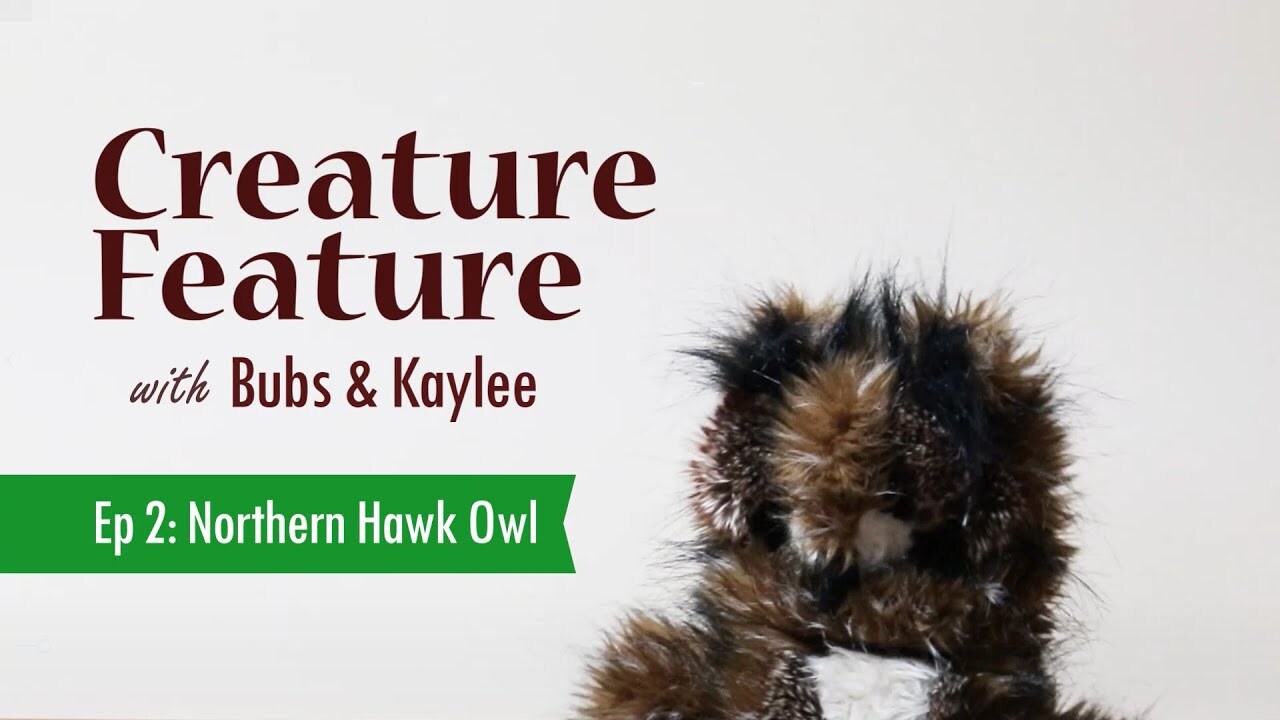Creature Feature: Northern Hawk Owl