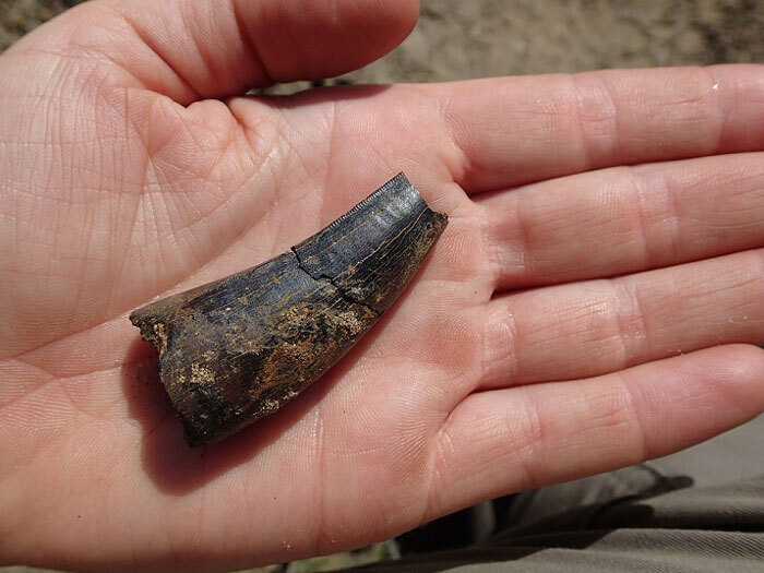 Gorgosaurus Tooth