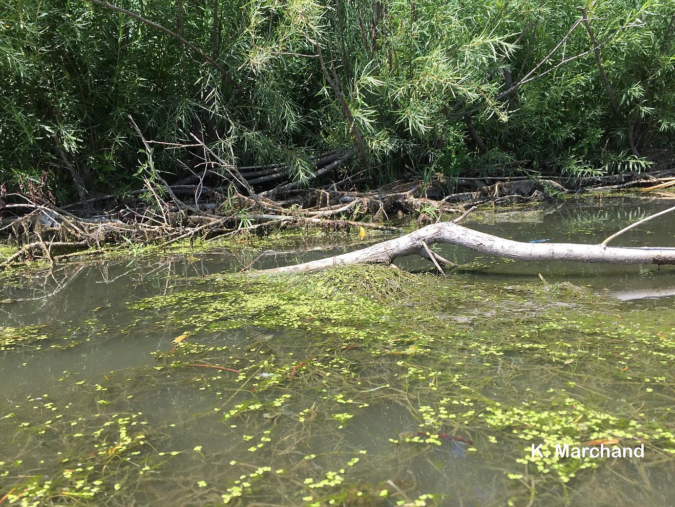 Houdini turtle hiding