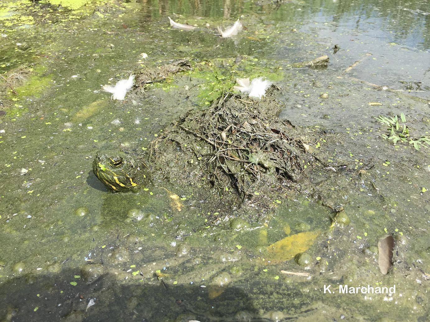 Olga turtle camouflaged 