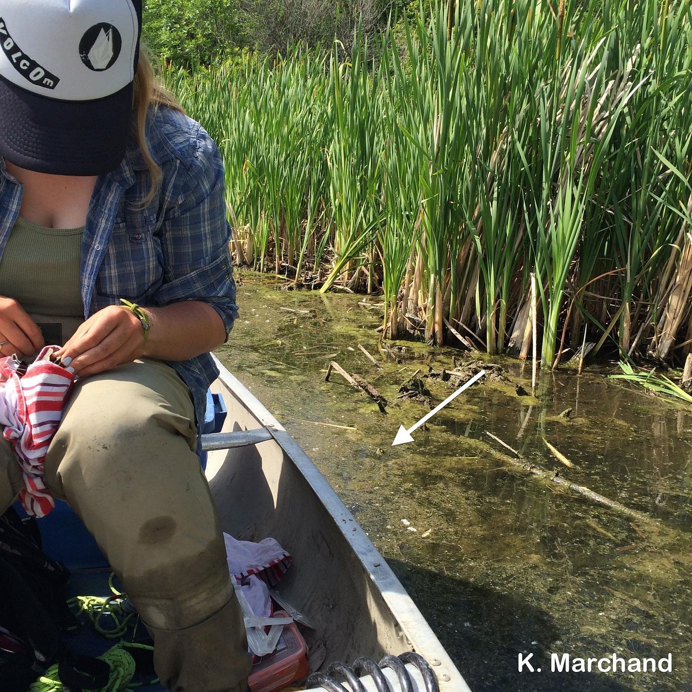 Rachel turtle waiting beside canoe