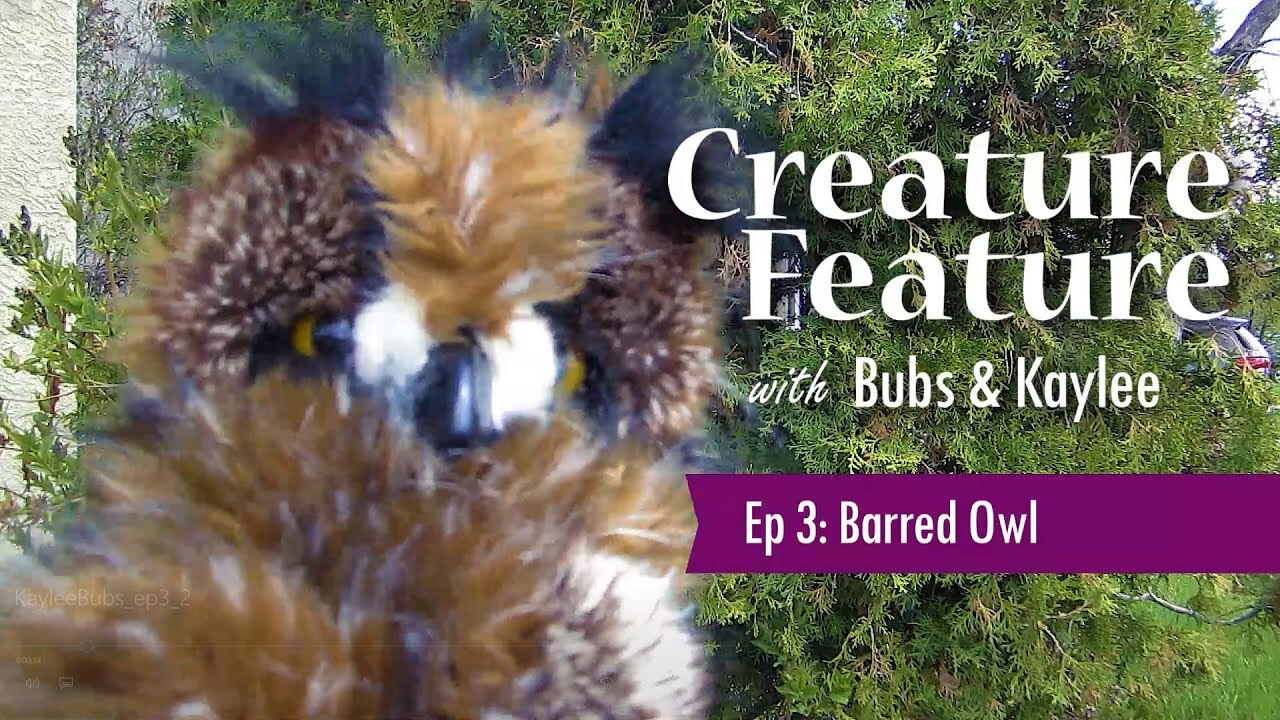 Creature Feature: Barred Owl