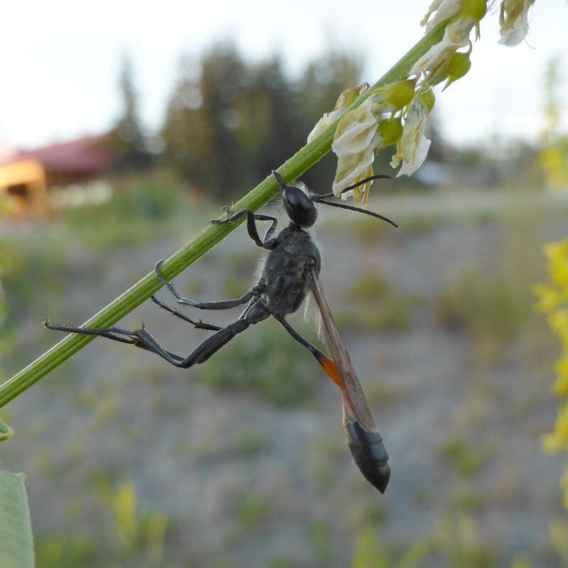 Ammophila Wasp