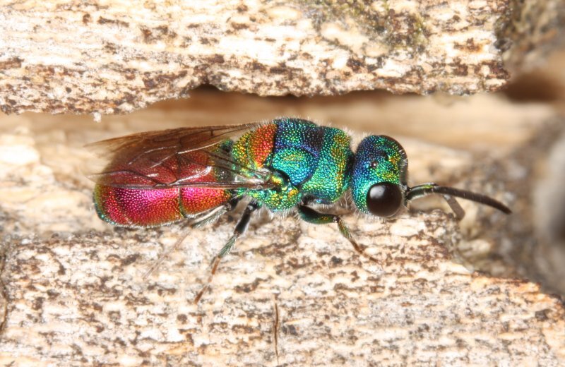 Chrysis scutellaris