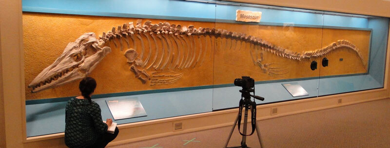 Mosasaur fossil skeleton