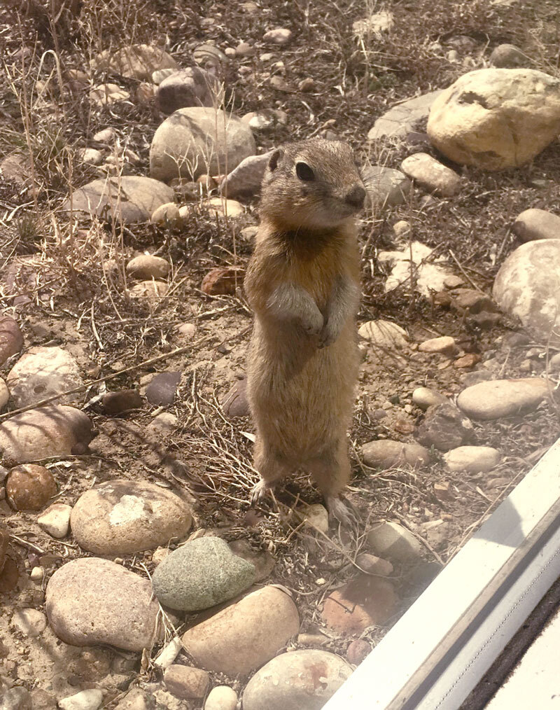 Wildlife ground squirrel