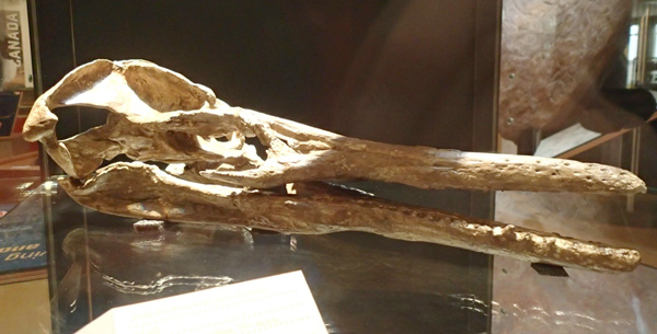 Skull of Dolichorhynchops herschelensis at the T.rex Discovery Centre.