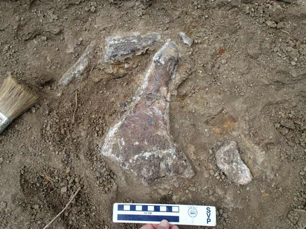 Fossils of a short-necked plesiosaur in the Herschel marine bonebed.