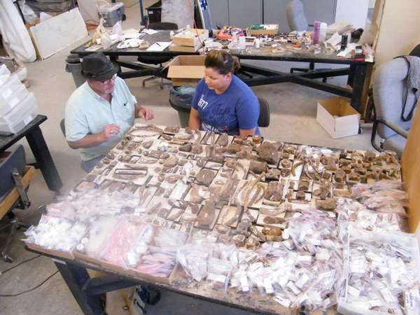 The RSM’s Curator of Vertebrate Palaeontology, Tim Tokaryk, and 2014 summer student Dakota Bast look over the 2004 collection from Herschel. Included are over 3000 fossils!