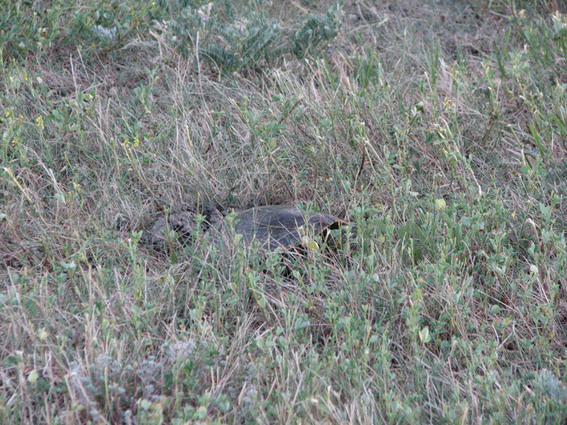 Hidden female turtle in grass