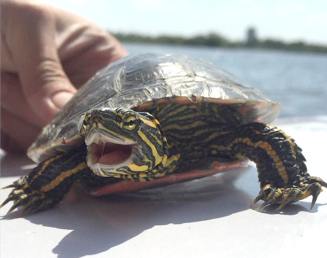 Juvenile turtle