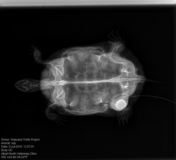 Turtle X-ray showing eggs
