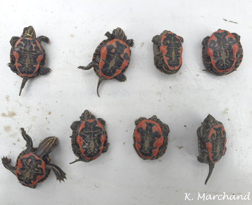 Eight baby turtles on their backs