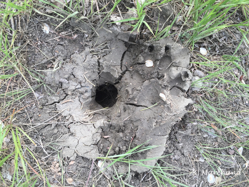 Abandoned turtle nest hole