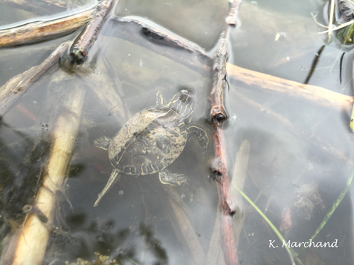 Turtle hatchling first swim