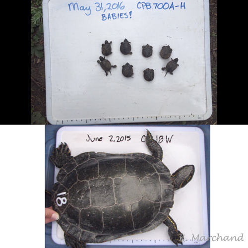 Baby turtles and Olga turtle