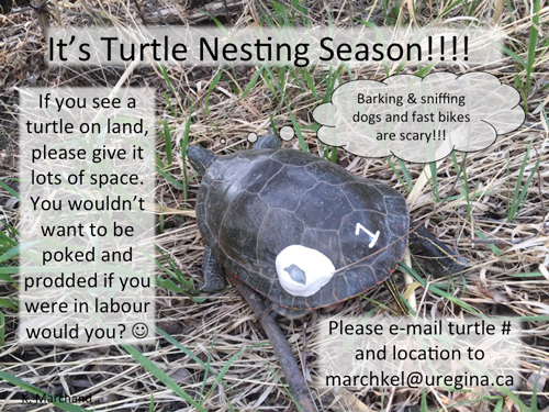 Turtle nesting season sign