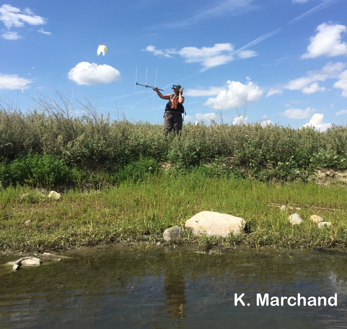 Alyssa tracking on Goose Island