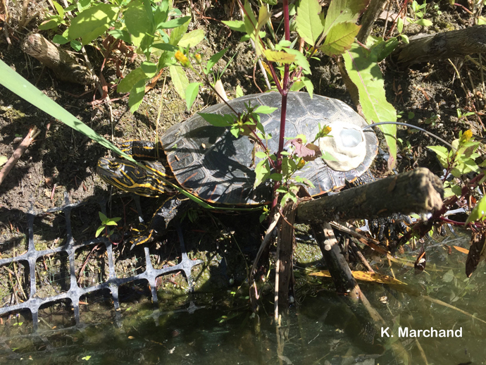 Suzy turtle sunning.