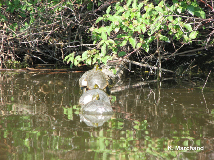 Turtles on a log