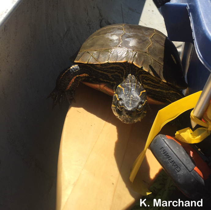 Turtle climbing paddle in canoe