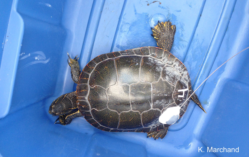 Male turtle with radio transmitter