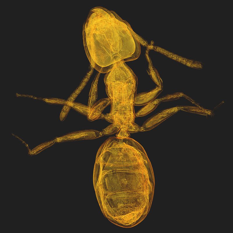 Canadian Light Source X-ray micro CT scan of Baltic amber with ant