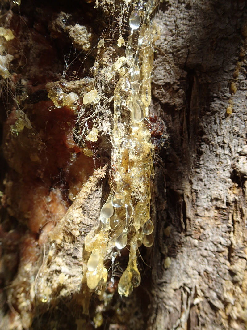 Resin from modern pine with mammal hair, Cypress Hills Provincial Park