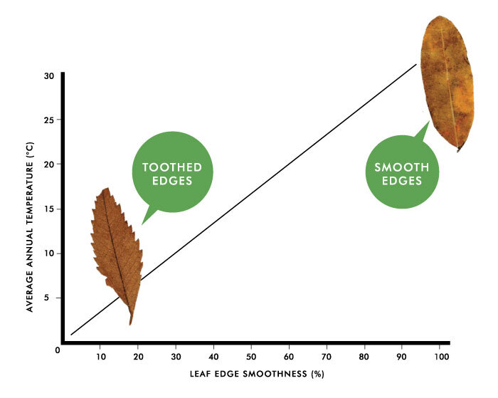 Fossil Thermometer