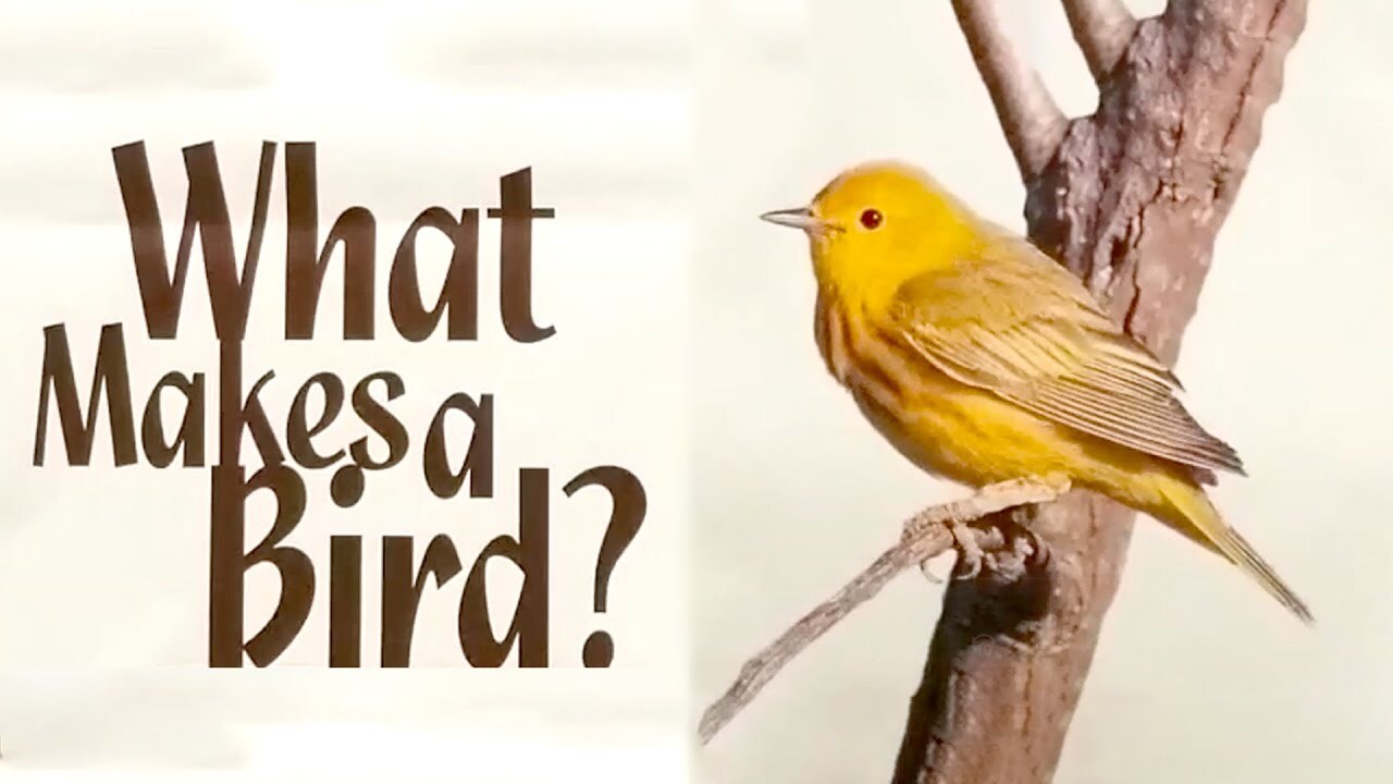 What Makes A Bird?