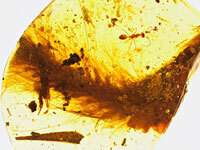 Dinosaur Tail in Amber