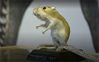 Kangaroo Rat