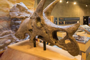 Triceratops at the T.rex Discovery Centre