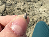 Fossil Finders