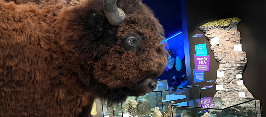 Bison