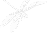 Membership image - Dragonfly